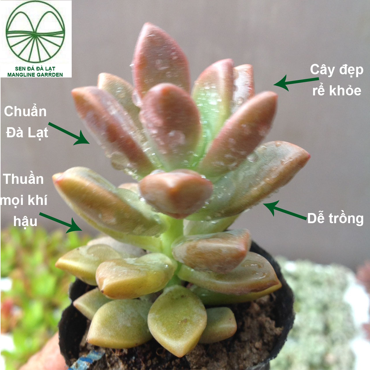 Bộ 10 cây Sen đá Kim Tuyến Mangline Garden size mini 2,5-5cm chuẩn xuất xứ Đà Lạt cây khỏe đẹp dễ trồng thuần mọi khí hậu
