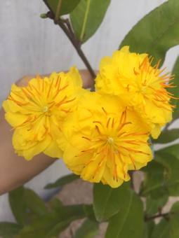 Cây Mai Cúc Thọ Hương cây ghép 2 mùa liền cốt