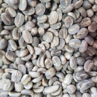 cà phê nhân sống chưa rang Robusta Đắk Lắk - Arabica Cầu Đất