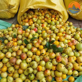Táo mèo tươi Tây Bắc ngâm rượu loại 1 (1kg), quả sơn tra, táo mèo tươi ngâm rượu, sấy khô, muối xổi thu hái rừng