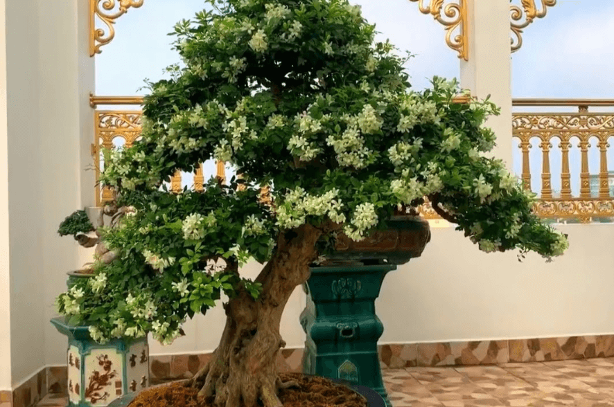 Hoa giấy Mỹ bonsai mini - phôi cây bonsai | Lazada.vn