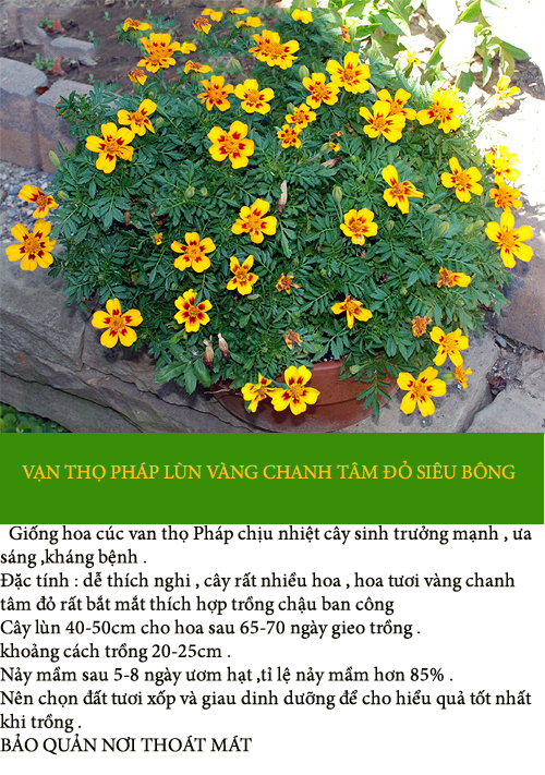 Hoa cúc vạn thọ Pháp-hoa vạn thọ Pháp Siêu Bông vàng chanh tâm đỏ -Gói 50 hạt -tỉ lệ nảy mầm >85%
