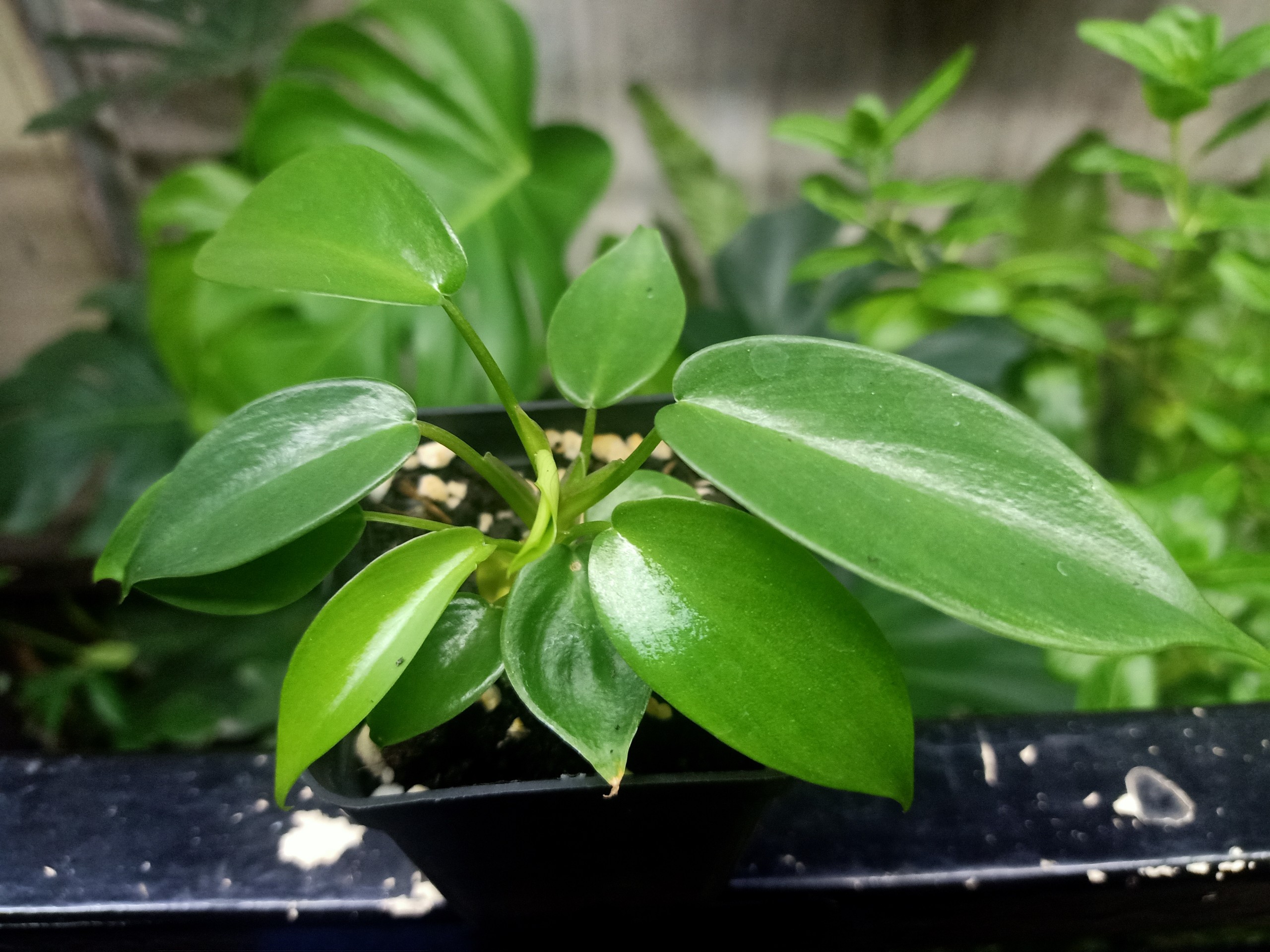 Én Xanh( Philodendron Florida Beauty)