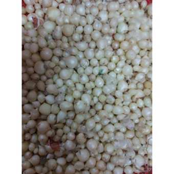 1 KG HÀNH TĂM ,CỦ NÉN NHÀ GROONGF THƠM NGON