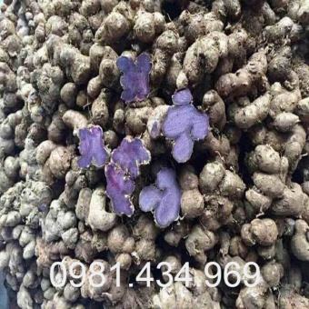 Gừng Đen (ngải đen) Tươi 01KG (Black Ginger) Tốt