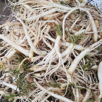 sâm dây ngọc linh