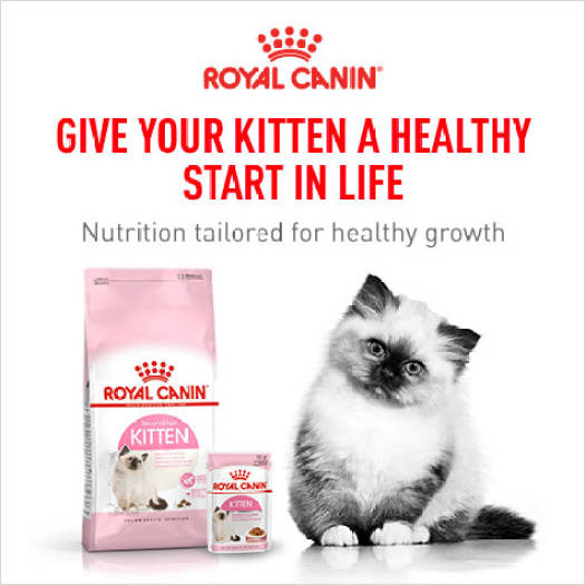 Thức ăn cho mèo con Royal Canin Kitten 2kg - Mỹ Phẩm Khác | TheFaceHolic.com