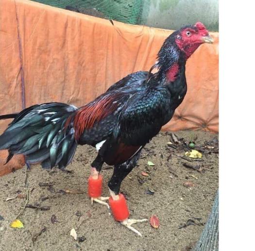 Tạ cao su đeo chân gà tập lực ,, vần gà ( combo 2 đôi )