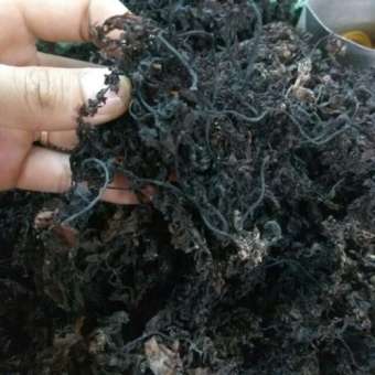 rong mơ khô- rong biển khô- hải thảo- sâm rong biển- rong mơ 1 ký