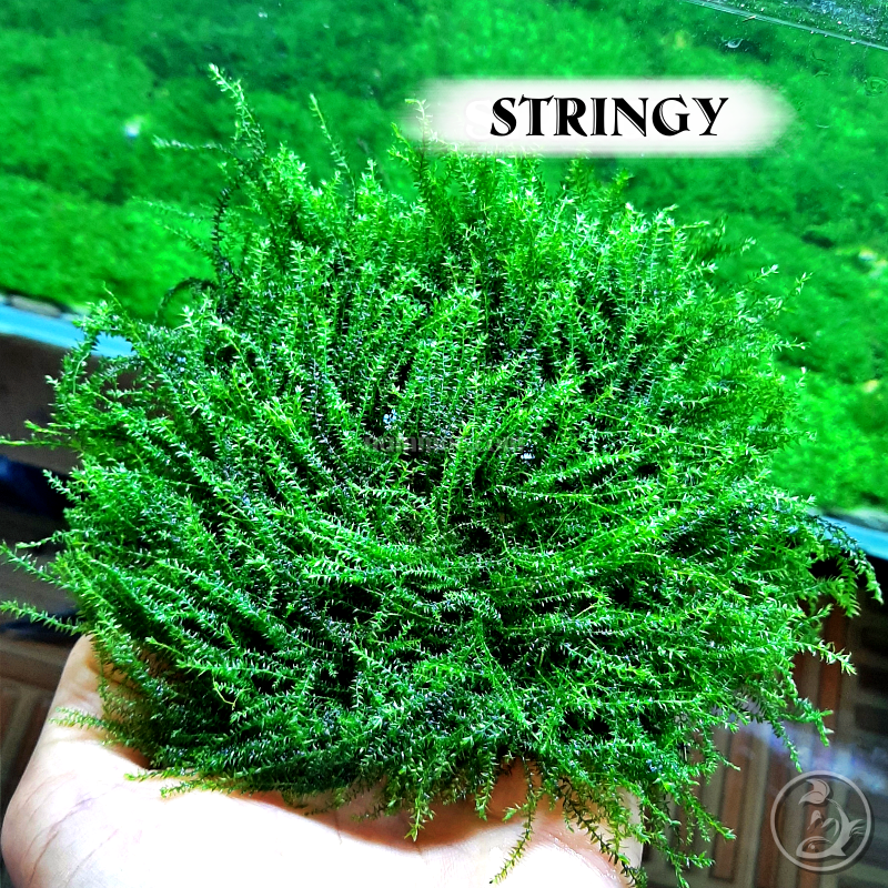 Rêu Stringy - Loài Rêu Thuỷ Sinh Độc Lạ - dùng Dán Lũa, Đá Trang Trí Bể Thuỷ Cá Thuỷ Sinh