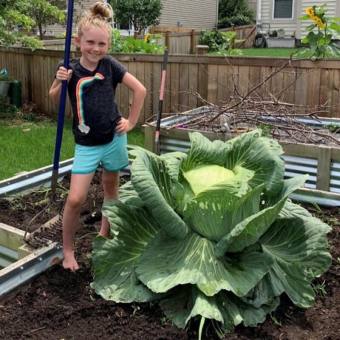 300 Hạt Giống Bắp Cải Mỹ Flat Khổng Lồ