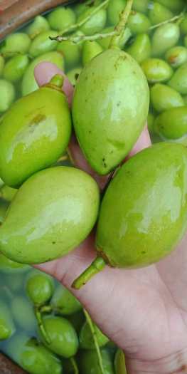 Xoài Non Chấm Mắm Ruốc - Giòn Rụm - Tươi -Ngon ( Đặc sản vùng nam bộ )