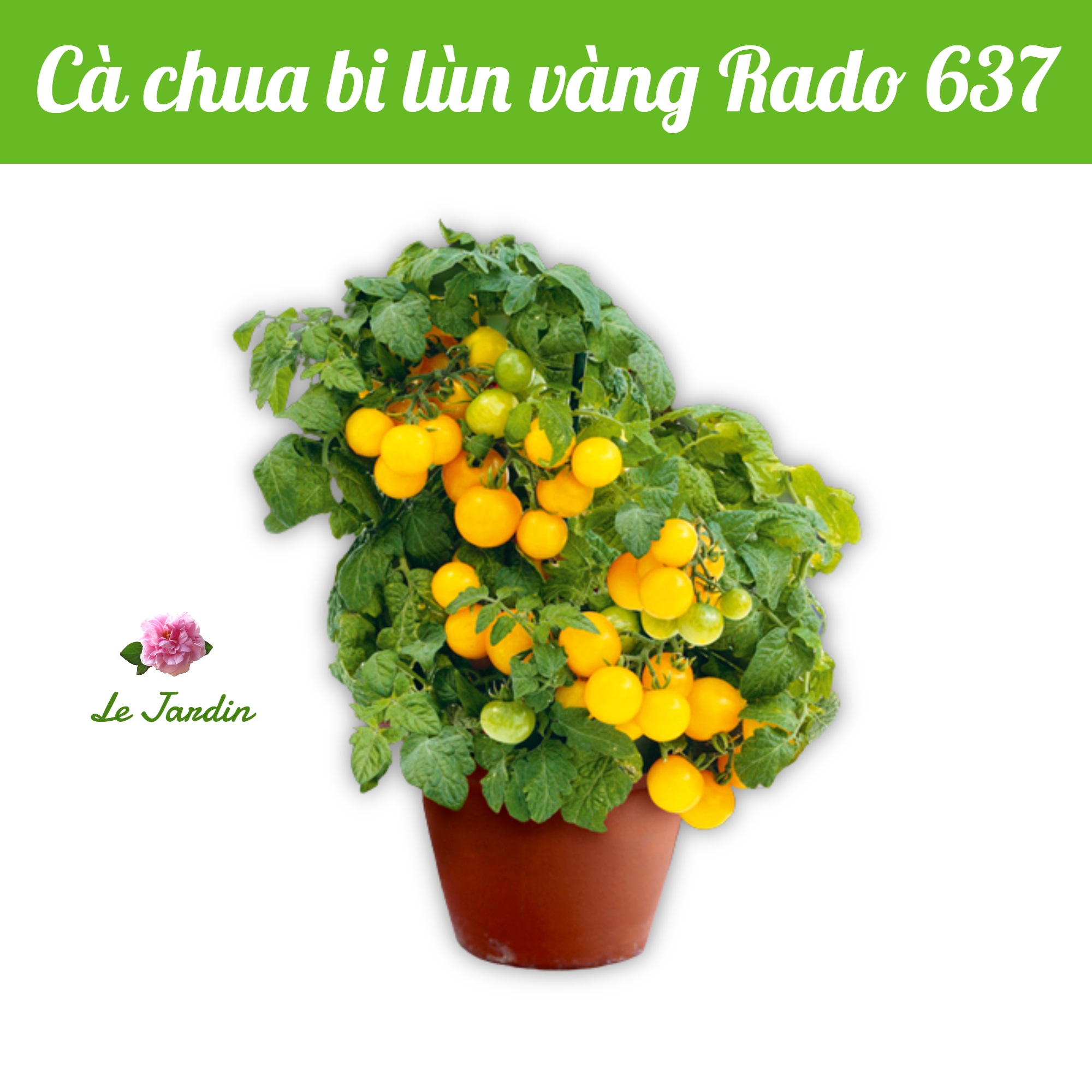 Hạt giống cà chua bi lùn vàng rado 637 gói 0,1gr - dễ trồng