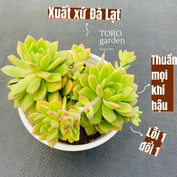 Sen đá mặt trời size trung bình lỗi 1 đổi 1 siêu cute