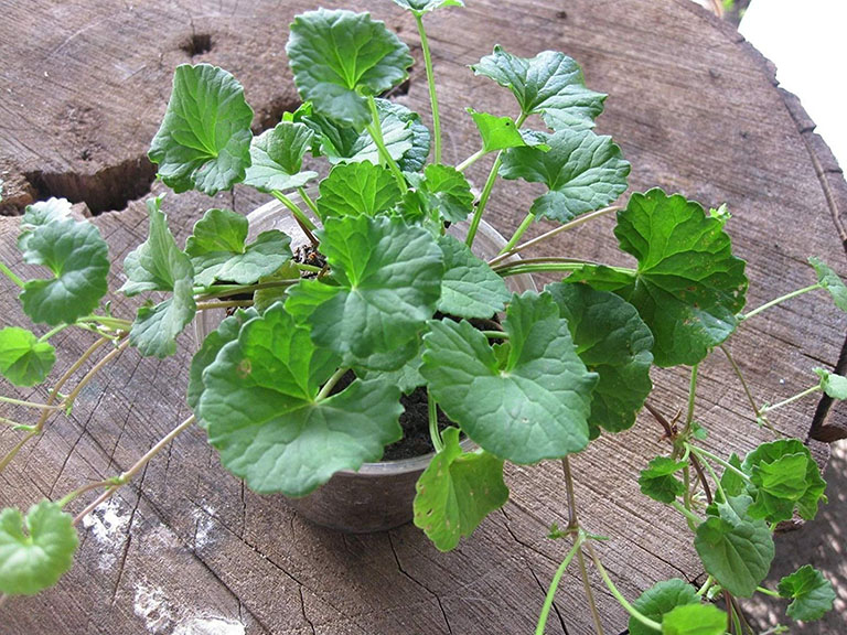 Hạt giống rau má 1g
