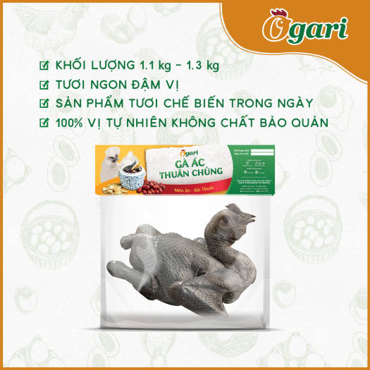 Gà Ác Thuần Chủng Ogari