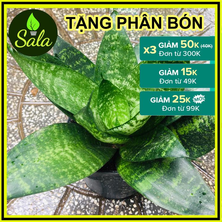 CÂY LƯỠI MÈO - LƯỠI HỔ XANH LÙN XÒE