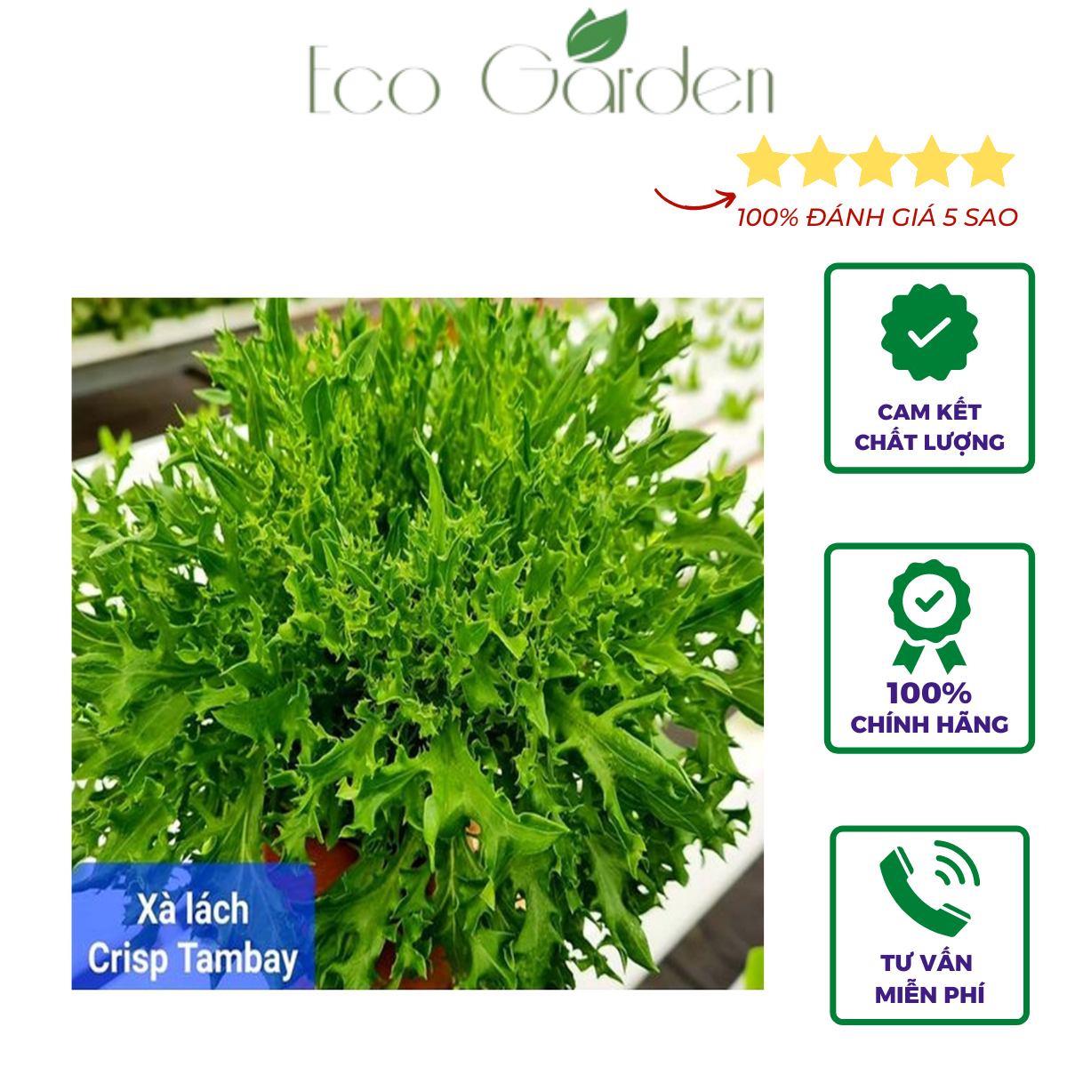 Hạt giống Xà lách Crispy Tambay chịu nhiệt nhập Mỹ - Johnny's Seeds