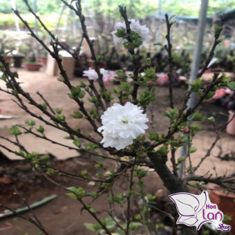 Mai trắng *☘️ FREESHIP ☘️* Nhất Chi Mai cao 10 - 15 cm [ Cây Giống ]