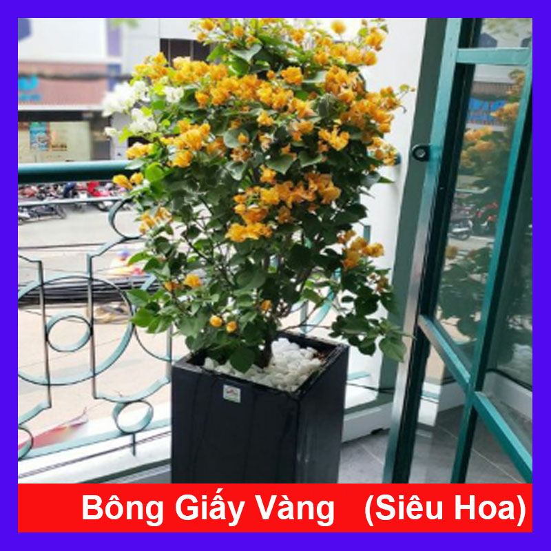 Cây Bông Giấy Vàng - cây cảnh sân vườn