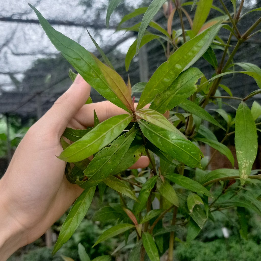 Hoàn ngọc đỏ - cỏ chăn nuôi chuẩn giống - Tặng kèm quà bất kỳ