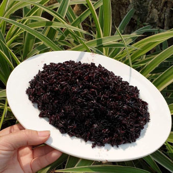 Gạo Lứt đen Phúc Thọ - Vinaseed. Gạo lứt ăn kiêng