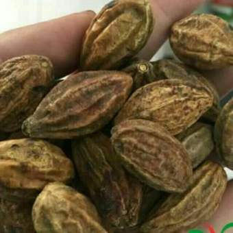 100g quả kha tử ngậm chữa ho