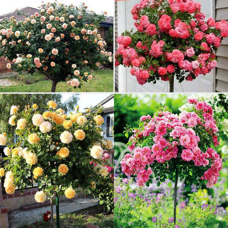 Gốc hoa hồng thân gỗ đủ màu tặng gói kích rễ