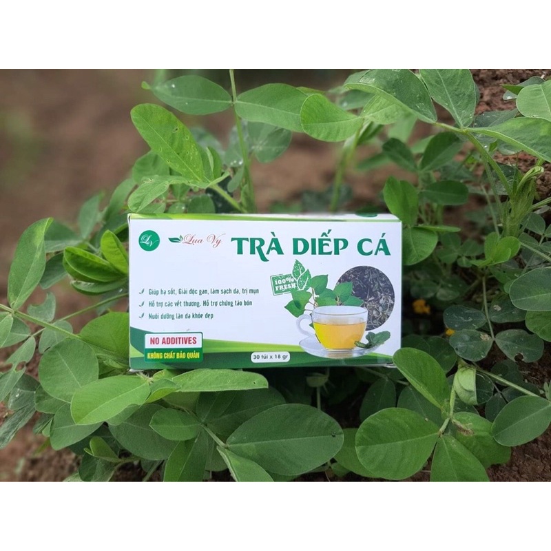 Trà Diếp Cá Lụa Vy - Thanh nhiệt, mát gan - Trà mang đậm hương vị núi rừng Lạng Sơn