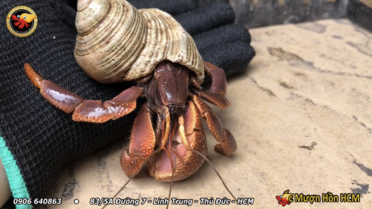 [XL+] BREVI Ốc Mượn Hồn - Cua Ẩn Sĩ - Ốc Mượn Hồn Đẹp - Ốc Mượn Hồn Giá Rẻ