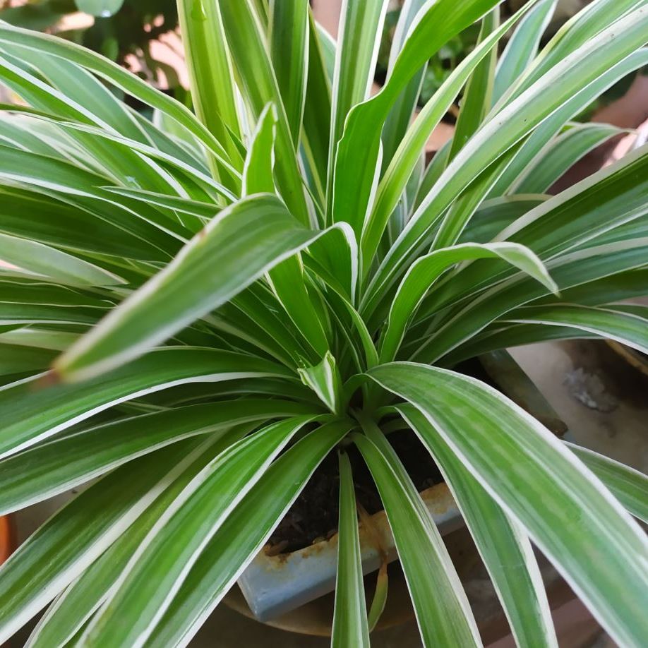 combo 2 Bụi Cỏ Lan Chi - Cây Mạng Nhện - Cây Cảnh Lọc Không Khí (bầu đất)