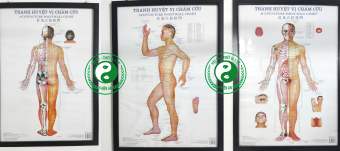 Bộ tranh châm cứu 3 tờ kích thước mỗi tranh 50cm x 70cm- chú thích rõ ràng