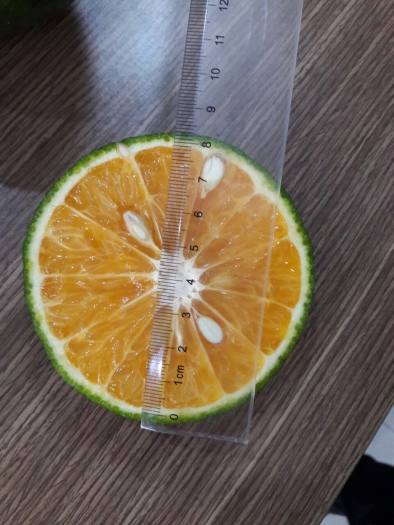 HCM - Cam sành mọng nước - [Giao nhanh TPHCM]