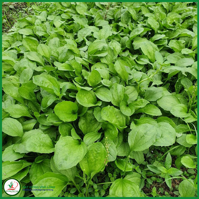 Hạt giống rau mã đề rd 359 - 1g