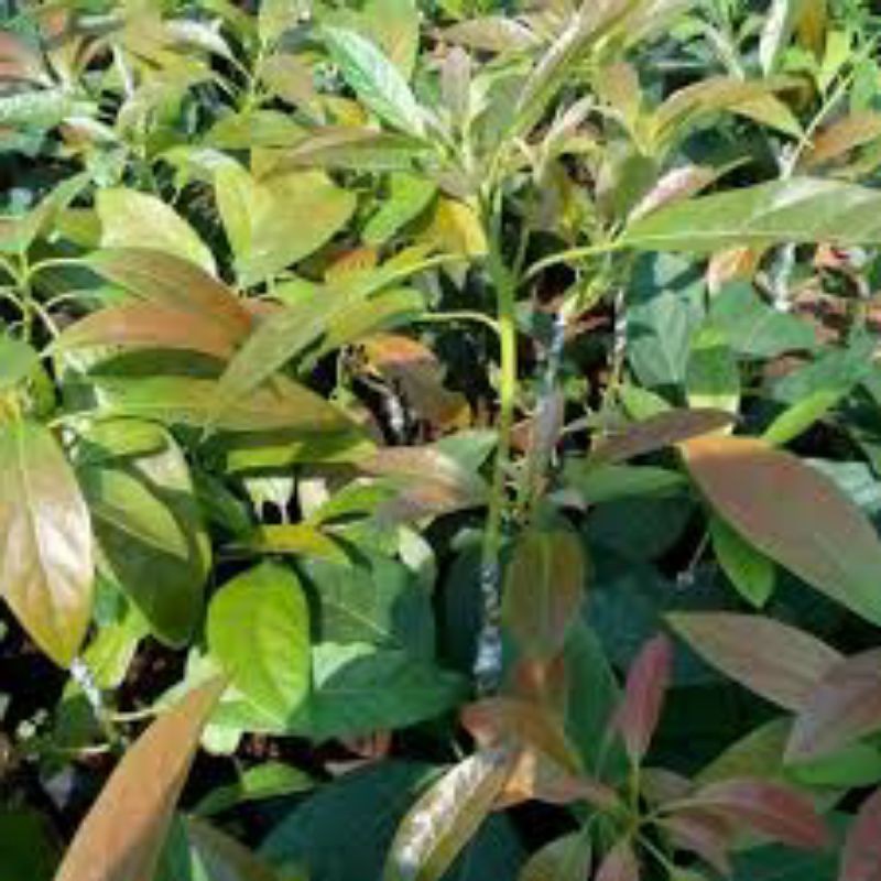 Cây giống bơ hass úc F1