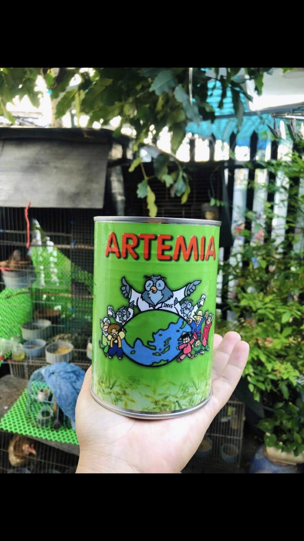 50gram atermia mỹ thích hợp nuôi atermia sinh khối