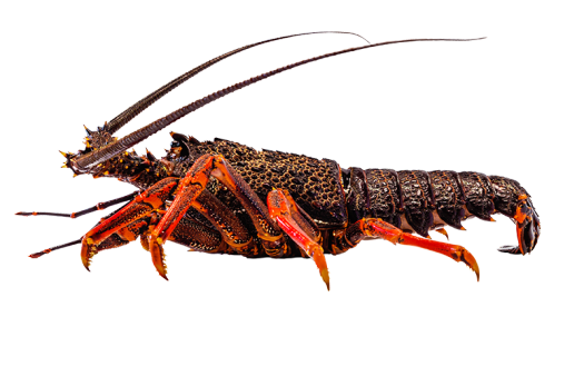 Tôm Hùm Đá NAm Úc Đông Lạnh size 800g - 1 kg