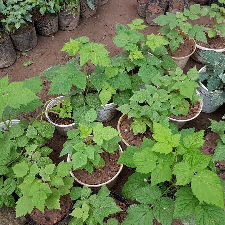 Mâm xôi đỏ chuẩn giống, giá rẻ