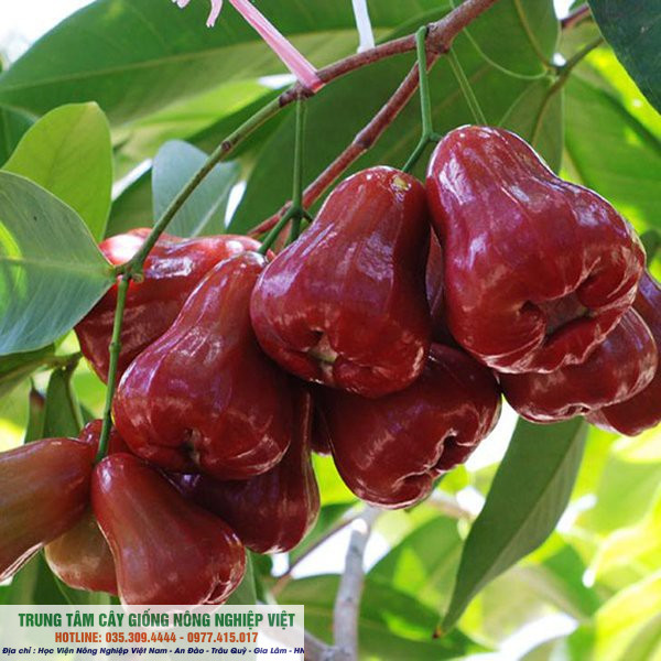 Cây roi đỏ Thái Lan quả to dòn chuẩn giống