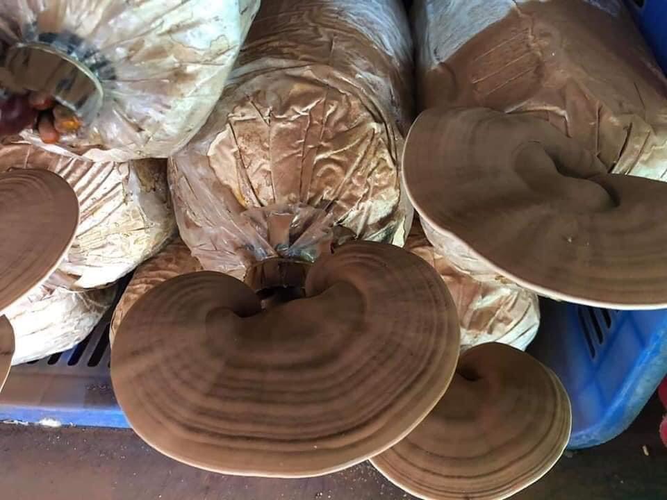 Phôi nấm Linh chi