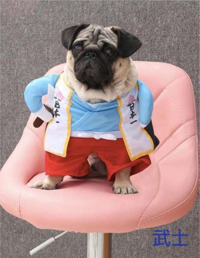 good-looking 10 chai T5000 Kháng sinh đặc trị tiêu chảy nôn mửa chó mèo