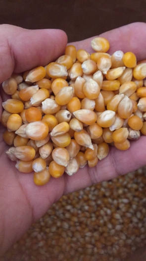 Sỉ 1 bao Ngô (Bắp) Mỹ làm bắp rang bơ tại nhà