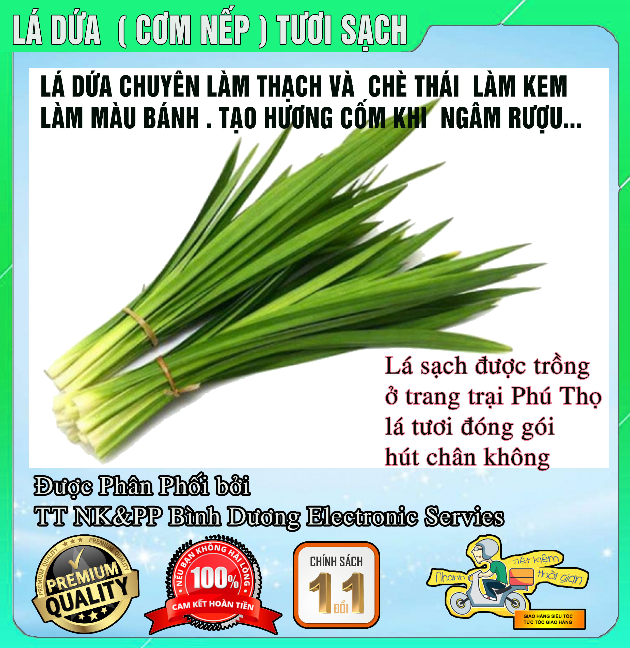 Combo 40 Lá dứa to giống tươi xanh - dứa thơm - nếp thơm - cây cơm nếp giá gốc tận vườn