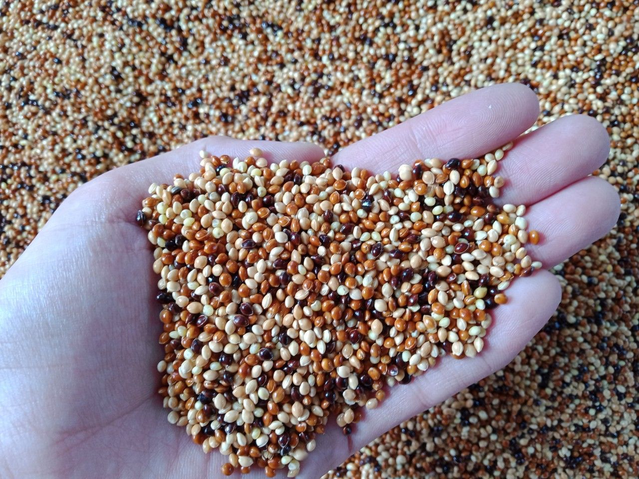 cỏ thái ngũ săc 5 màu thức ăn chuyên cho chim cu gáy giúp tăng trưởng và đảm bảo đầy đủ chất dinh dưỡng cho chim