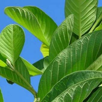 1 Kg Lá ổi tươi