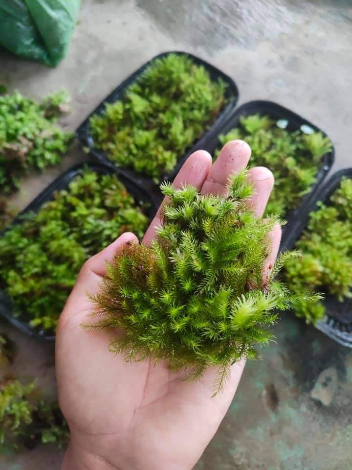 Rêu spiny rêu đuôi sóc terrarium bán cạn hộp hủ tròn 9cm.