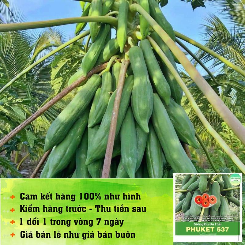 Hạt Giống Đu Đủ Thái Phuket 20 Hạt