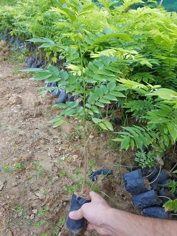Cây giống sưa đỏ quý hiếm trong sách đỏ việt nam