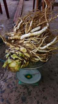 Sâm đương quy tươi nguyên củ (1 củ 500g)