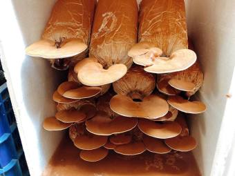 Phôi giống nấm Linh chi - (01 kiện 10 bịch nấm)